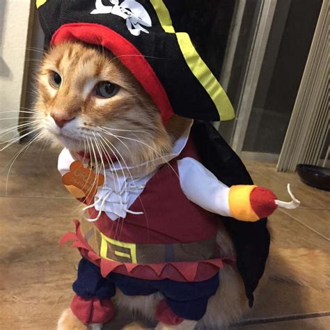 Cat Pirate Costume - Unicun