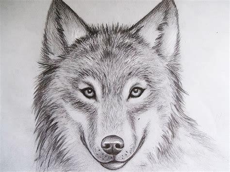 Wolf Pencil Drawing