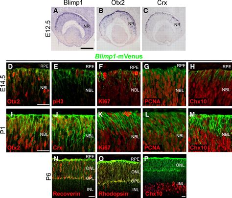 Blimp1 Suppresses Chx10 Expression in Differentiating Retinal Photoreceptor Precursors to Ensure ...