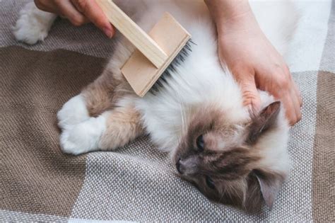 How To Get Rid Of Matted Cat Fur - That Cuddly Cat