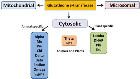 Different classes of glutathione S-transferase. | Download Scientific ...