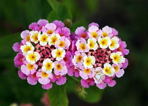 File:Twin lantana camara edit.jpg - Wikipedia, the free encyclopedia