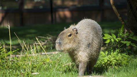 Capybara - The Houston Zoo