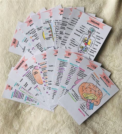 Anatomy Bundle Flashcards: PDF | Etsy in 2020 | Study flashcards, School organization notes ...