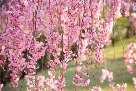 Prunus pendula (Weeping Cherry)