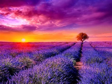 120 best Lavender fields images on Pinterest | Lavender fields, Nature and Provence