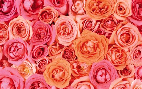 Valentines Day Roses Wallpaper - Wallpaper, High Definition, High Quality, Widescreen