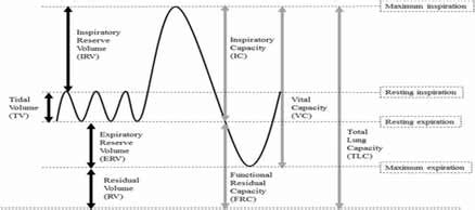 Standard lung volumes and capacities from a spirometer trace. Source of... | Download Scientific ...