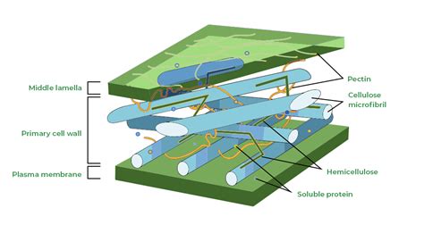 Difference Between Cell Membrane And Cell Wall