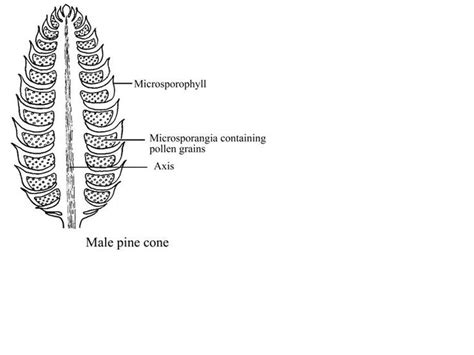 Pine Cone Diagram