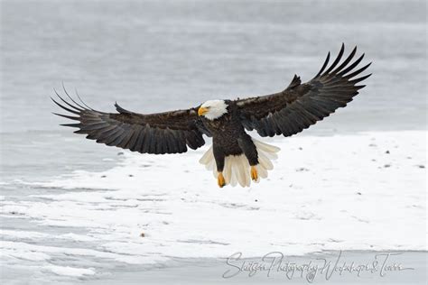 Bald Eagle with wings spread - Shetzers Photography