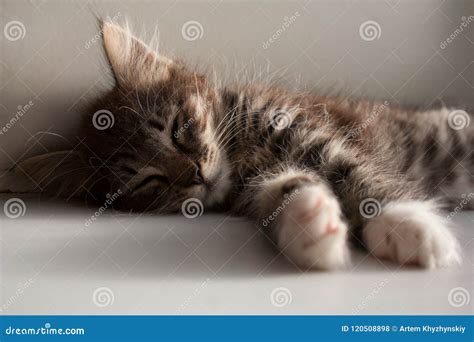 Adorable Tabby Kitten Sleeping Close Up Stock Photo - Image of grey, indoors: 120508898