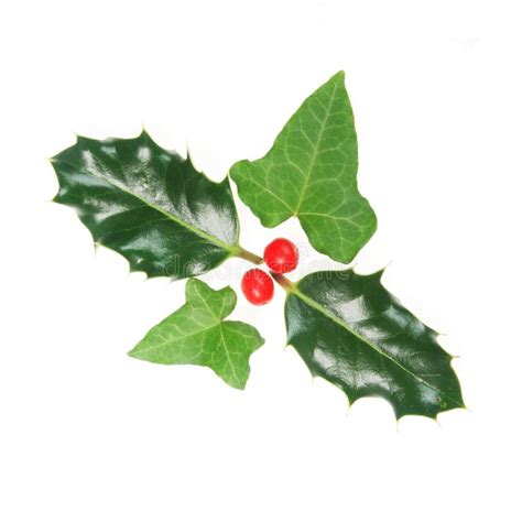 Holly and ivy stock image. Image of wreath, green, leaf - 6126387