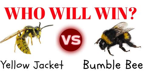 Bumble Bee vs Yellow jacket Who will win? - YouTube