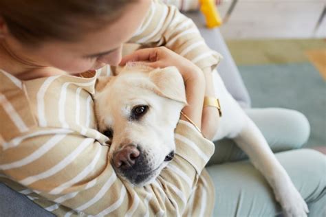 5 Traumatized Dog Symptoms And How To Deal With Them