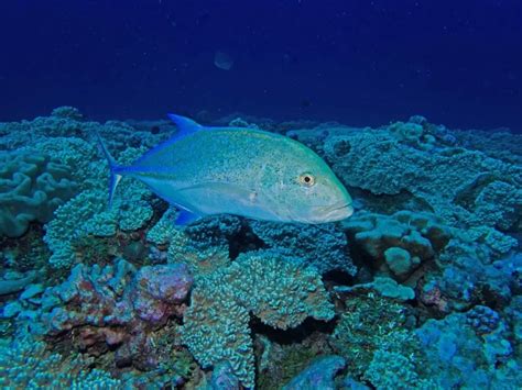 The Bluefin Trevally: The Powerful Silver Ghosts of the Ocean | WorldWeet