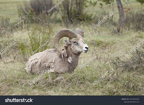 18 Sierra Nevada Bighorn Sheep Images, Stock Photos & Vectors ...