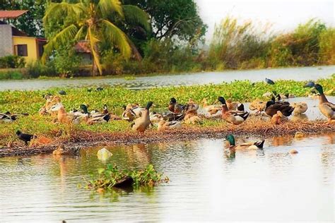 Sailing Through The Vembanad Lake And Backwaters