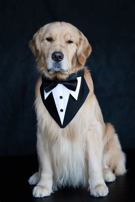 Tuxedo Bandana, Wedding Bandana, Dog Collar, Dog Bow Tie , Homemade Dog Wedding Tuxedo Bandana ...