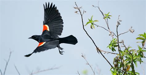 Dive bomb season has officially begun for Toronto's red-winged blackbirds | News