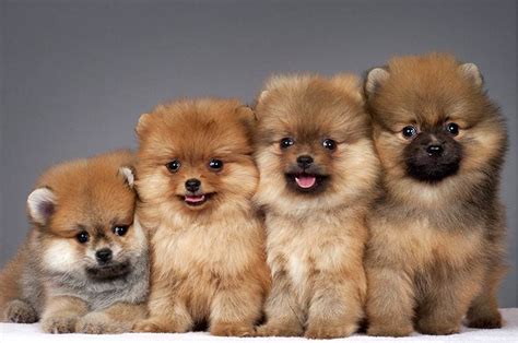 Fluffy Dog Breeds – American Kennel Club