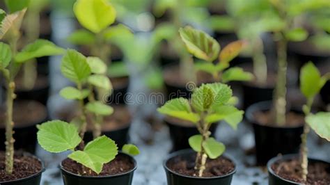 A Selection of Young Tree Saplings with Different Types of Leaves and Bark Offering a Variety of ...