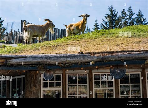 Goats at "Goats on the Roof" boutique retail complex, Coombs, Vancouver ...