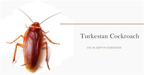 Turkestan Cockroach: An In-Depth Overview | VillPace