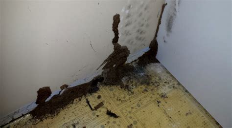 Termite Control | Nanaimo Pest Control