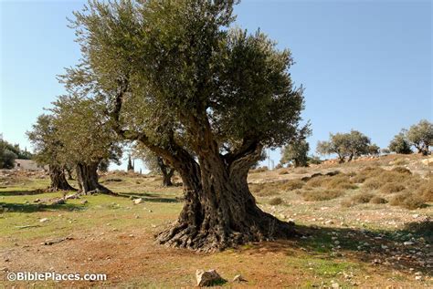 Olive Trees (BiblePlaces.com) – BiblePlaces.com