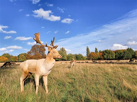 Portrait of Young Hart Deer Grazing in Natural Park in Autumn Stock Image - Image of venison ...