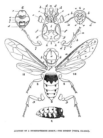 Anatomy Of The Hornet Stock Illustration - Download Image Now - Anatomy ...