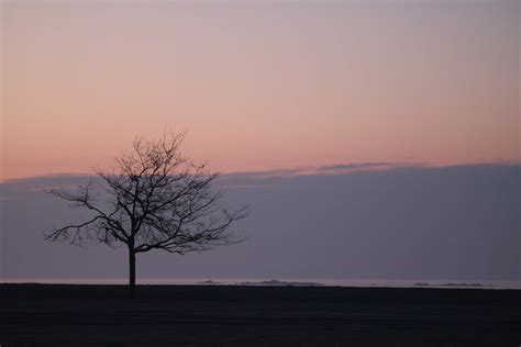 Silhouette of a Leafless Tree · Free Stock Photo