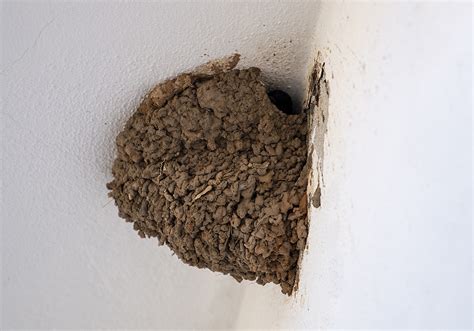 15 Tips on How to Get Rid of Barn Swallows [Humanely] | World Birds