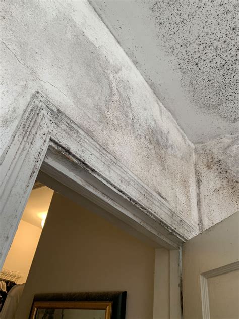 Mold on Walls and How to Remove It | 305 Florida Contractors