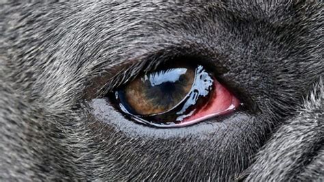 An Ultimate Guide on Eye Infection in Dogs | Pets Nurturing