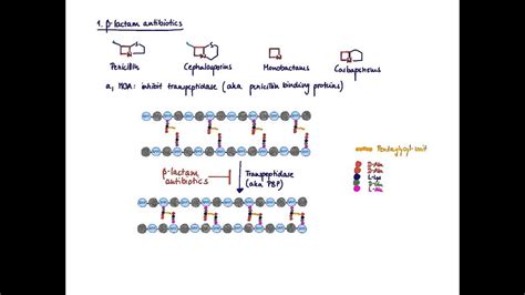 Beta Lactam Antibiotics Mechanism Of Action Ppt - IMAGESEE