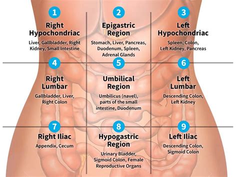 organs in left quadrant - Google Search | Medical knowledge, Basic ...