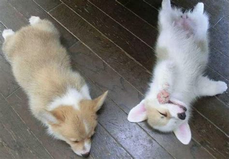 Two Welsh Corgi puppies sleeping.JPG