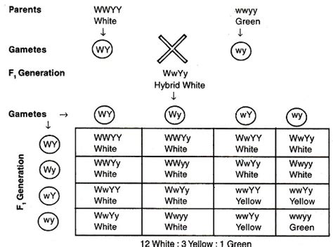 epistasis example | Biology, Dominant, Sample resume