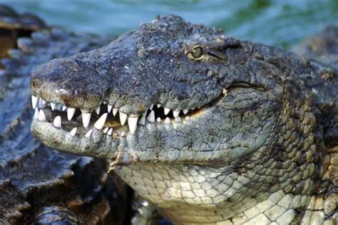 Are Alligators Related To Dinosaurs? (Classification, Similarities ...