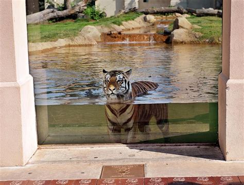 Our favorite Mike the Tiger photos, from scaring opponents in Tiger ...