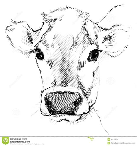 Cow drawing, Cow sketch, Cow art