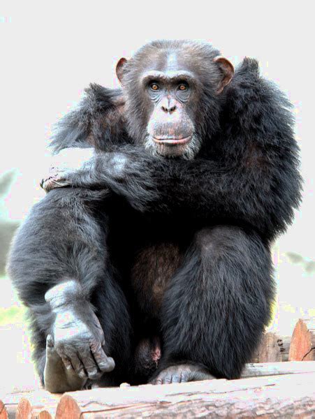 Chimpanzee Evolution - microbewiki