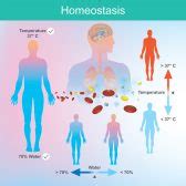 Physiological adaptation Definition and Examples - Biology Online Dictionary