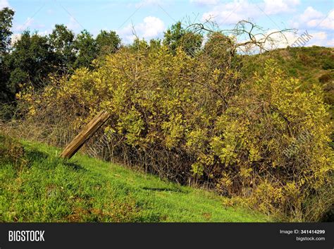 Native California Image & Photo (Free Trial) | Bigstock