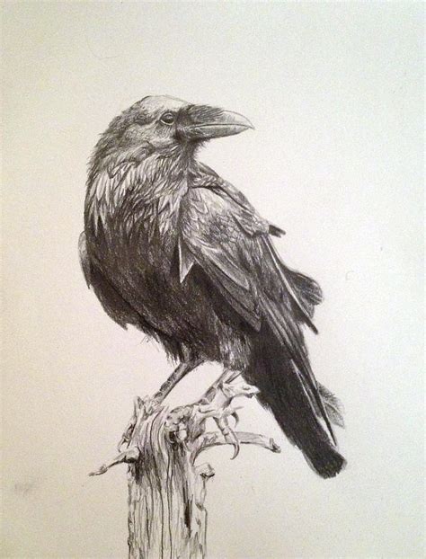 Raven Drawing by Megan Tong - Fine Art America