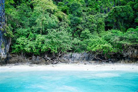 Fotos gratis : playa, mar, bosque, arena, Oceano, apuntalar, río, verde, selva, laguna, Cuerpo ...