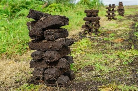 What is peat? formation & uses - Plantura