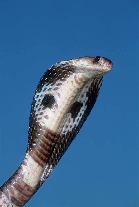 Spectacled Cobra Naja Naja Photograph by Nhpa - Fine Art America